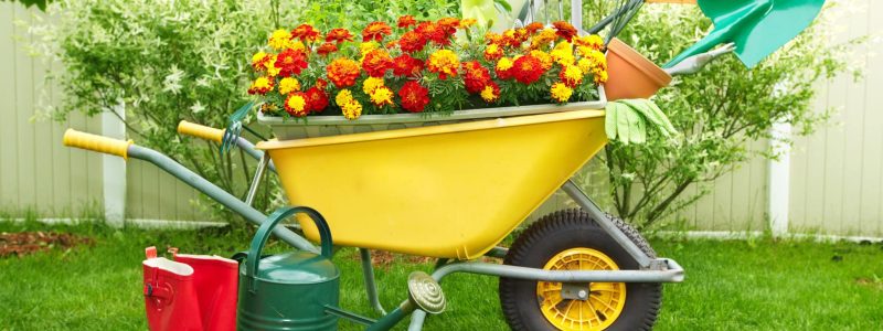 Wheelbarrow with Gardening tools in the garden.
