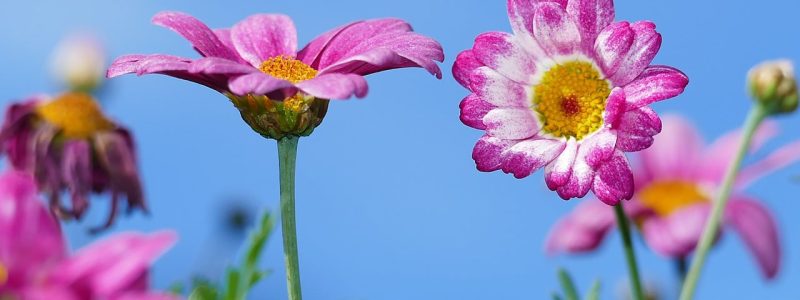 nature-6655730_1280